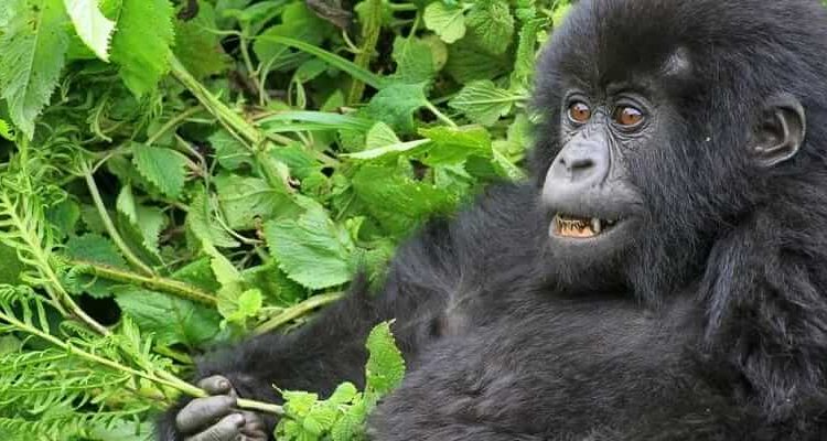 3-Day-Gorilla-Trekking-Safari-750×400