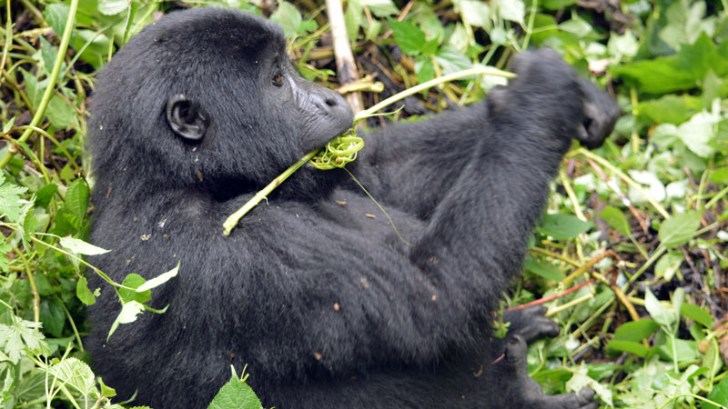 3-days-Gorilla-trek