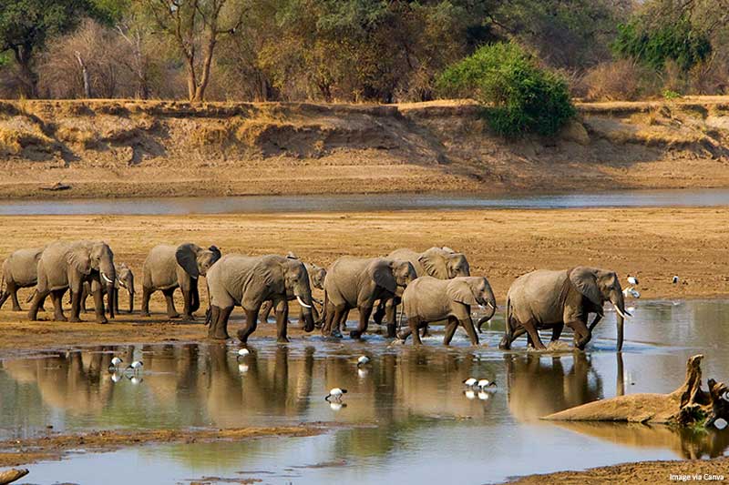 Elephants-in-Zambia