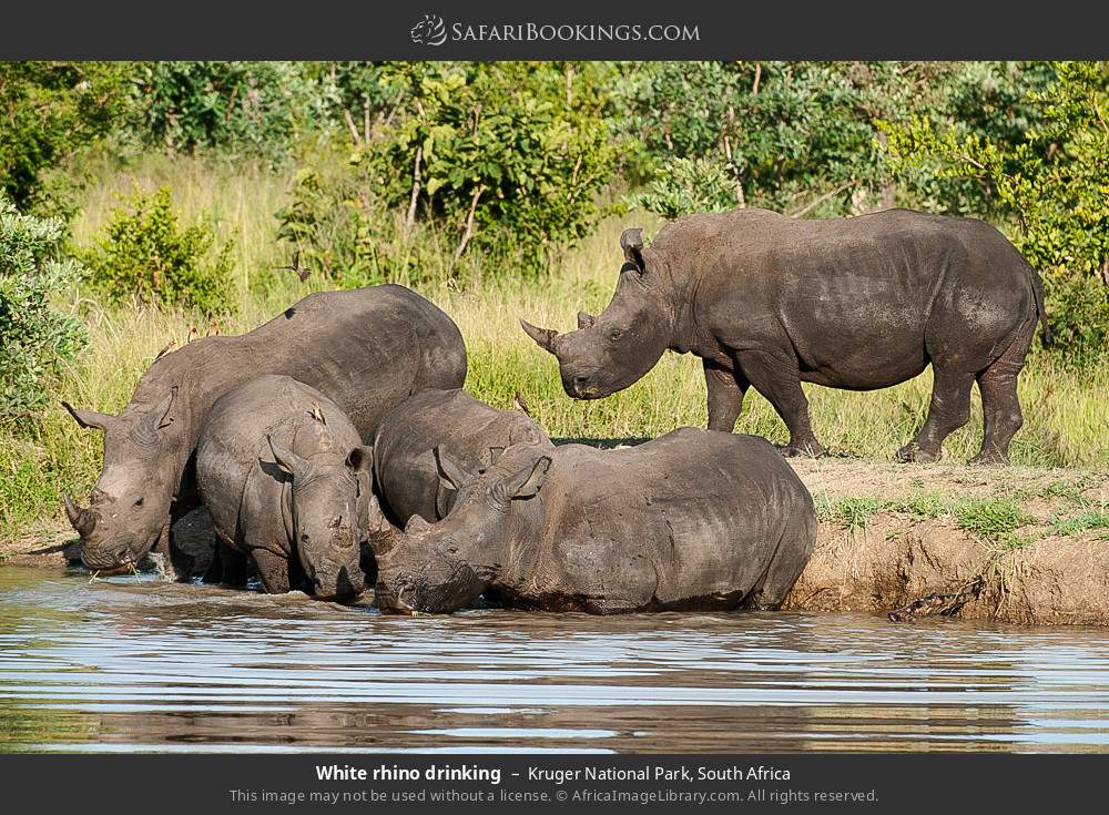 Kruger_National_Park_009