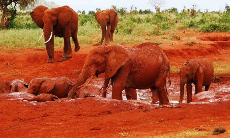 Tsavo-East-National-Park-750×450