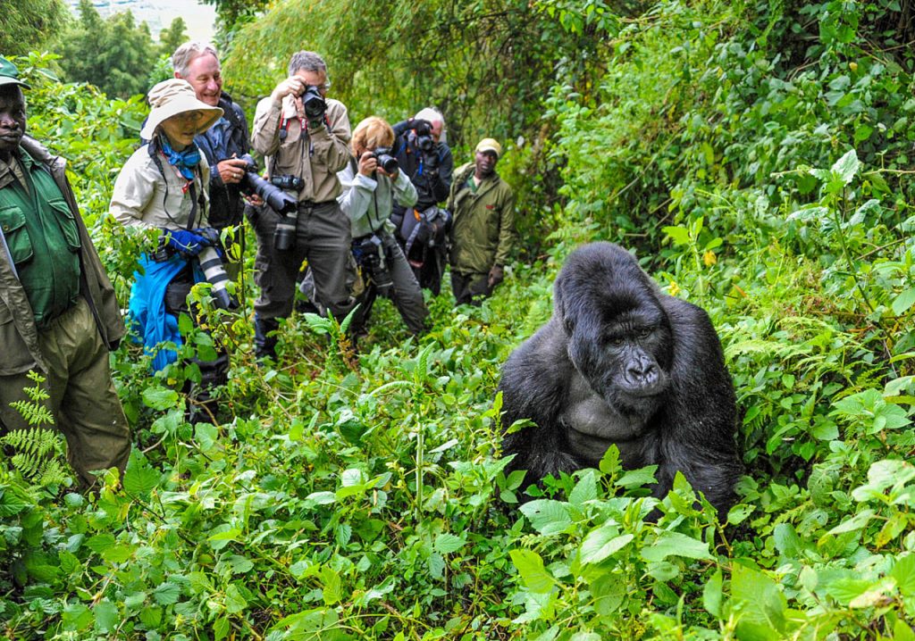gorilla-trekking-uganda