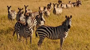 images-_9_