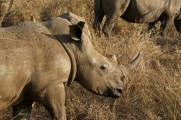 istockphoto-491618292-612×612