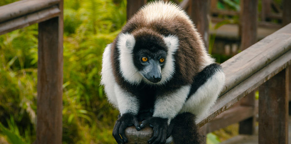 madagascar lemurs