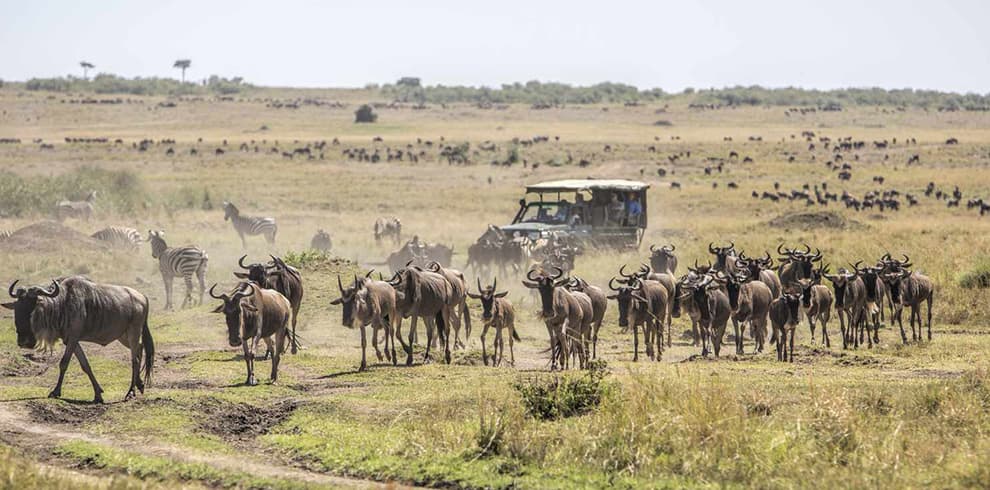 wildebeast maasai mara