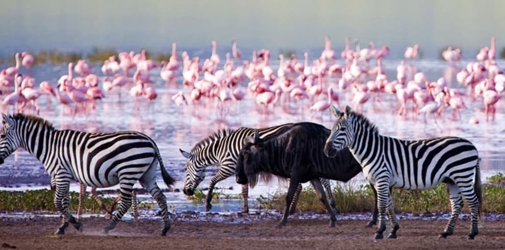 lake nakuru
