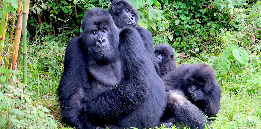rwanda gorillas