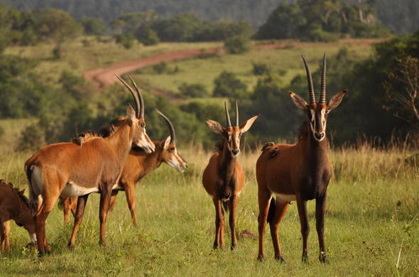 shimba-hills-kenya-antelope-01-590×390-1