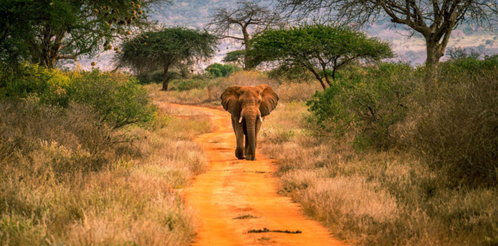 tsavo east