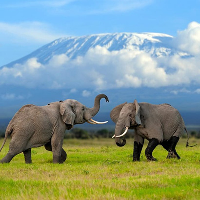 tanzania kilimanjaro