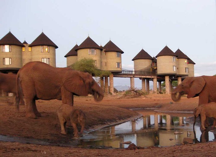 watching-the-elephants
