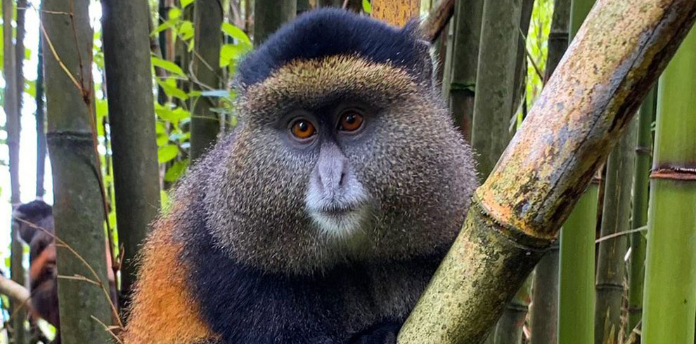 golden monkey 2