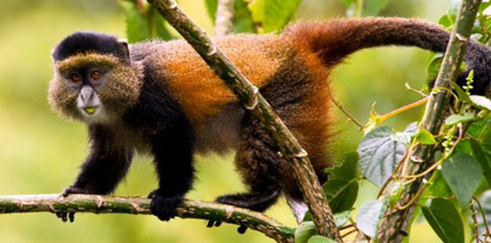 golden monkey 3