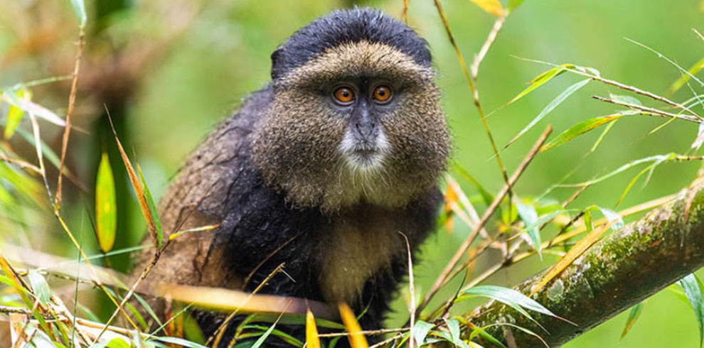 golden monkey 4