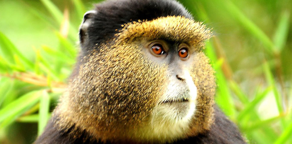 golden monkey 5